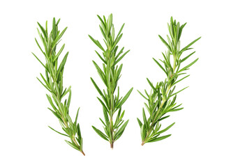 Fototapeta premium rosemary sprigs isolated on white background