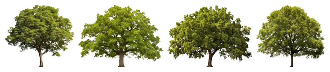 Fototapeta premium PNG Lush green trees in sequence, element set on transparent background