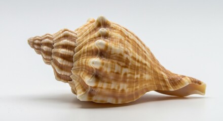 Conchiglia elegante mostra dettagli intricati luce morbida sfondo bianco. AI Generated