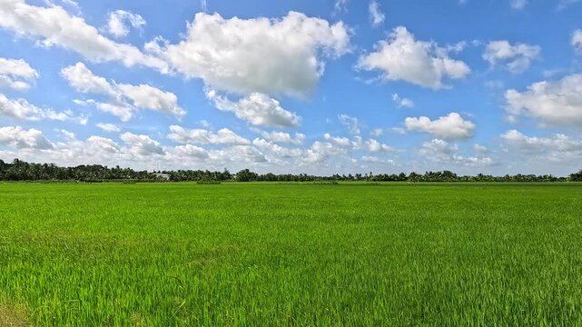 A panoramic view of a vast, vibrant green rice paddy field under a bright blue sky with scattered white clouds in Vietnam.