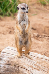 Meerkat, Suricata suricatta, on hind legs. Portrait of meerkat standing on hind legs with alert expression. Portrait of a funny meerkat sitting on its hind legs.