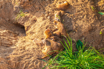 A group of cute meerkats. Meerkat Family are sunbathing.