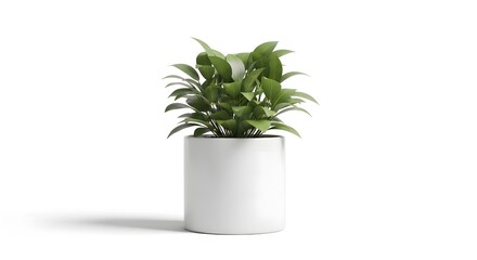 Green potted plant isolated on white background for natural decor and wellness