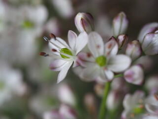 甑島固有種　コシキイトラッキョウ