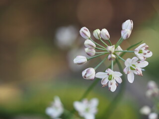 甑島固有種　コシキイトラッキョウ