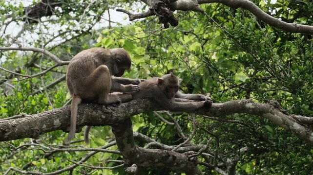 Macaques look for fleas from each other
