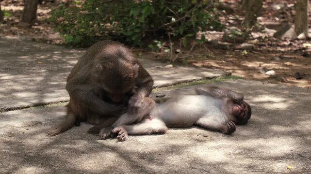 Macaques look for fleas from each other