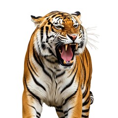Fototapeta premium A fierce tiger, with its mouth agape, displays sharp teeth and a commanding presence against a plain white background.
