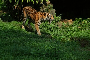 a sumatran tiger is seen walking in the bushes