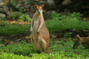 an agile wallaby looks on curiously