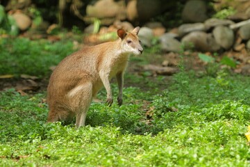 an agile wallaby looks on curiously