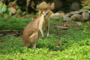 an agile wallaby looks on curiously