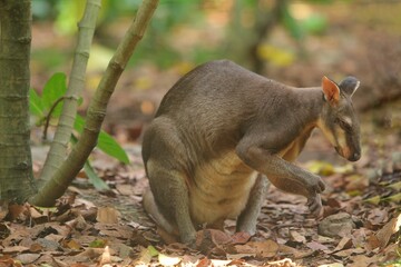 An agile wallaby was seen roaming the fields