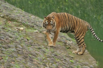 a Sumatran tiger standing on a rock looking sideways
