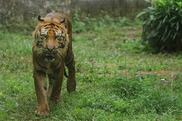 a sumatran tiger is seen walking in the bushes