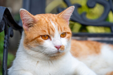 Fototapeta premium Close up, Orange tabby cat face relaxing peacefully on the floor enjoying a peaceful moment, a perfect moment of feline calm and nature.