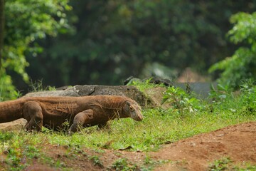 a komodo dragon is seen roaming the grass during the day