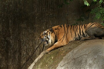side view of a sumatran tiger lying on a rock growling