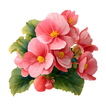 Watercolor painting of a pink begonia flower isolated on transparent background
