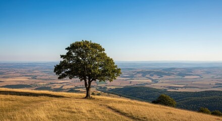 Lone Oak Tree on a Golden Hill Overlooking a Vast Agricultural Valley with Forests under a Clear Blue Sky at Golden Hour
