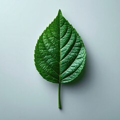 Single vibrant green leaf, centered on light gray background