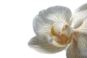Close-up of a white orchid flower isolated on transparent background