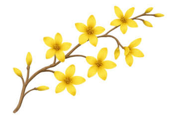 Forsythia branch blooming yellow flowers and buds, a spring botanical illustration with transparent background