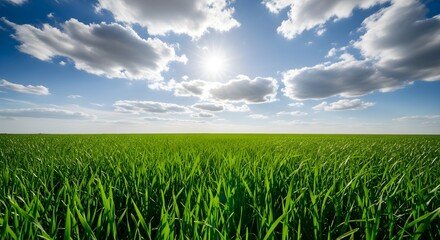Obraz premium Lush Green Field Under a Bright Blue Sky A Scenic View of Nature's Beauty and Serenity