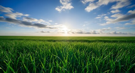 Obraz premium Green Meadow Under a Radiant Sky A Serene Nature Scene