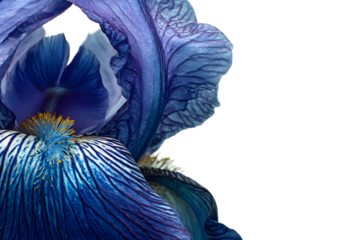 Close-up of a blue iris flower with delicate details and vibrant textures isolated on transparent background
