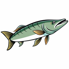 fish on a white background