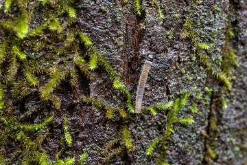 caterpillar walking on a tree