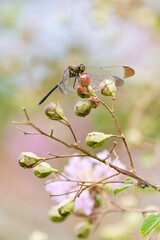 サルスベリの実にとまるトンボ