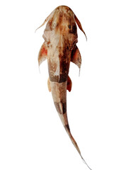 Bagarius catfish
