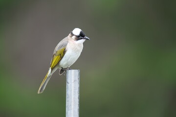 Light-vented Bulbul Perched on Metal Pole in Taipei City