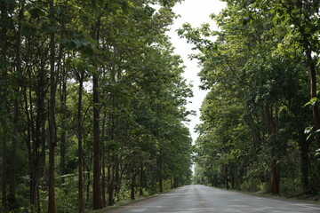 The road winds through a valley, surrounded by towering mountains. Trees line both sides, their green leaves gently swaying, creating a peaceful nature trail amidst stunning scenery.