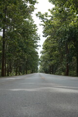 Fototapeta premium The road winds through a valley, surrounded by towering mountains. Trees line both sides, their green leaves gently swaying, creating a peaceful nature trail amidst stunning scenery.