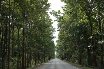 The road winds through a valley, surrounded by towering mountains. Trees line both sides, their green leaves gently swaying, creating a peaceful nature trail amidst stunning scenery.