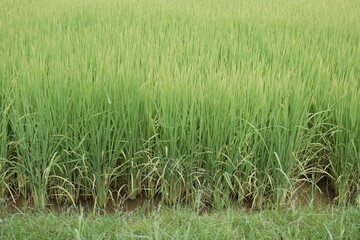 Lush green rice paddy fields stretch towards distant mountains under a cloudy sky, capturing the beauty of rural agriculture and natural landscapes.