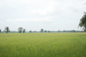 Lush green rice paddy fields stretch towards distant mountains under a cloudy sky, capturing the beauty of rural agriculture and natural landscapes.