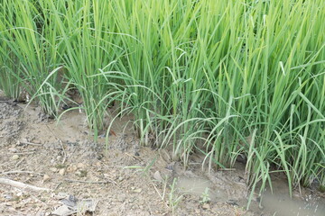 Lush green rice paddy fields stretch towards distant mountains under a cloudy sky, capturing the beauty of rural agriculture and natural landscapes.