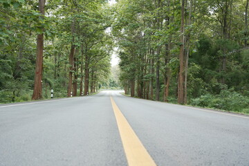 The road winds through a valley, surrounded by towering mountains. Trees line both sides, their green leaves gently swaying, creating a peaceful nature trail amidst stunning scenery.