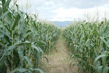 young corn cobs and green leaves on a field background close-up. Corn farm. A selective focus picture of corn cob in organic corn field. concept of good harvest, agricultural. farmland