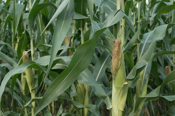 young corn cobs and green leaves on a field background close-up. Corn farm. A selective focus picture of corn cob in organic corn field. concept of good harvest, agricultural. farmland