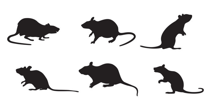rat rodent set collection pack bundle black shape icon silhouette vector flat illustration design on white background