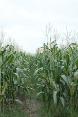 Obraz premium young corn cobs and green leaves on a field background close-up. Corn farm. A selective focus picture of corn cob in organic corn field. concept of good harvest, agricultural. farmland