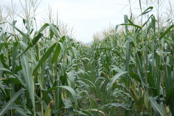 young corn cobs and green leaves on a field background close-up. Corn farm. A selective focus picture of corn cob in organic corn field. concept of good harvest, agricultural. farmland