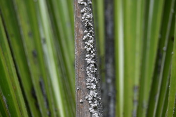 Black ants eating Brevicoryne brassicae. Its common names&nbsp;cabbage aphid&nbsp;and&nbsp;cabbage aphis. Its destructive&nbsp;aphid&nbsp;(plant louse) native to&nbsp;Europe&nbsp;that is now found in many other areas of the world.