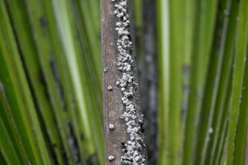 Black ants eating Brevicoryne brassicae. Its common names&nbsp;cabbage aphid&nbsp;and&nbsp;cabbage aphis. Its destructive&nbsp;aphid&nbsp;(plant louse) native to&nbsp;Europe&nbsp;that is now found in many other areas of the world.