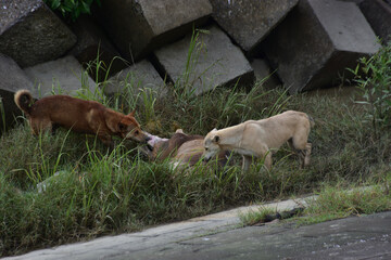 Two dogs eat the carcass of a dead cow